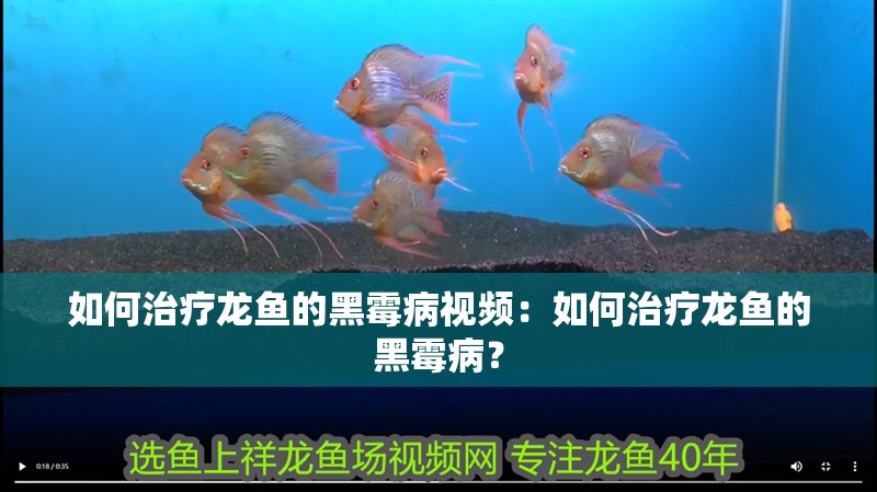 如何治療龍魚(yú)的黑霉病視頻：如何治療龍魚(yú)的黑霉病？