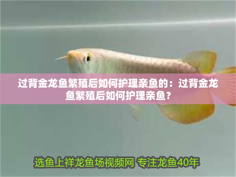 過背金龍魚繁殖后如何護理親魚的：過背金龍魚繁殖后如何護理親魚？