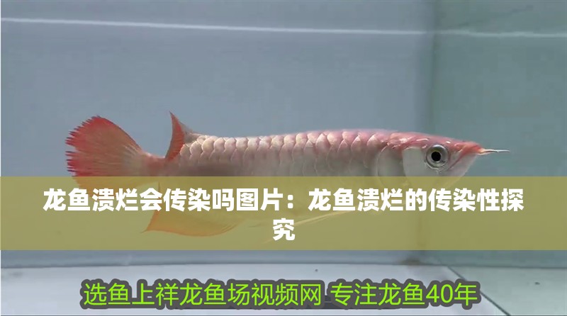 龍魚(yú)潰爛會(huì)傳染嗎圖片：龍魚(yú)潰爛的傳染性探究