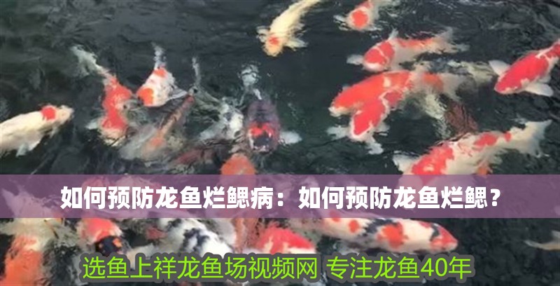 如何預防龍魚爛鰓?。喝绾晤A防龍魚爛鰓？