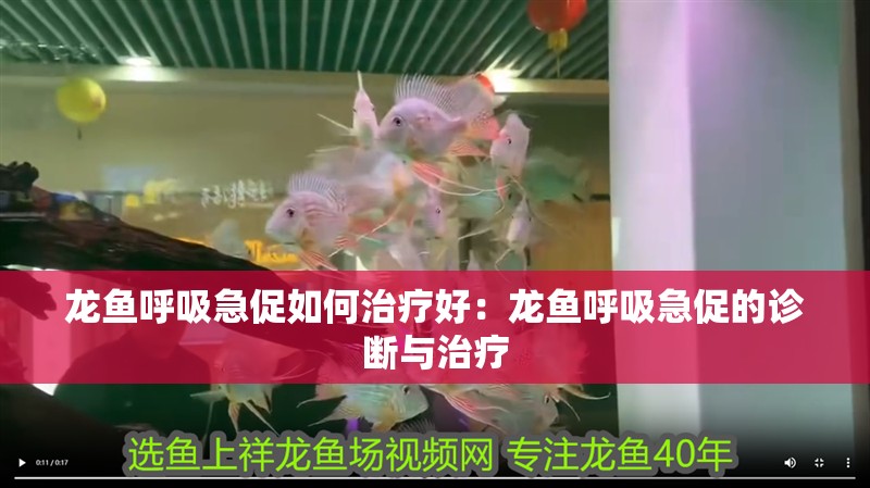 龍魚呼吸急促如何治療好：龍魚呼吸急促的診斷與治療