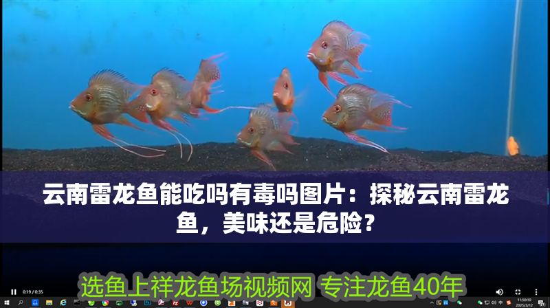 云南雷龍魚能吃嗎有毒嗎圖片:探秘云南雷龍魚,美味還是危險? 龍魚百科 第1張 云南雷龍魚能吃嗎有毒嗎圖片:探秘云南雷龍魚,美味還是危險? 云南雷龍魚能吃嗎有毒嗎圖片:探秘云南雷龍魚,美味還是危險? 龍魚百科 第1張