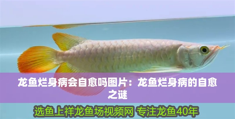 龍魚爛身病會自愈嗎圖片：龍魚爛身病的自愈之謎