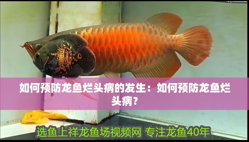 如何預防龍魚爛頭病的發生：如何預防龍魚爛頭病？