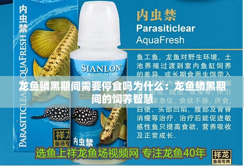 龍魚鱗黑期間需要停食嗎為什么：龍魚鱗黑期間的飼養智慧