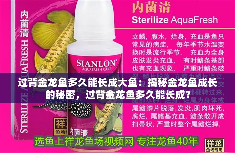 過背金龍魚多久能長成大魚：揭秘金龍魚成長的秘密，過背金龍魚多久能長成？