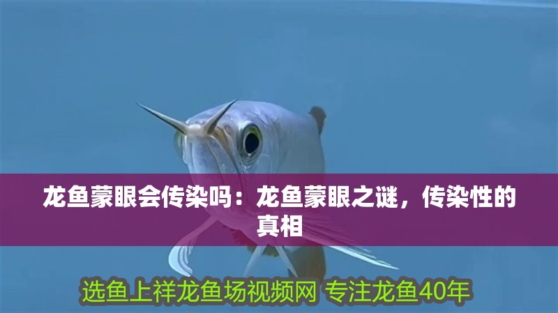 龍魚蒙眼會傳染嗎：龍魚蒙眼之謎，傳染性的真相