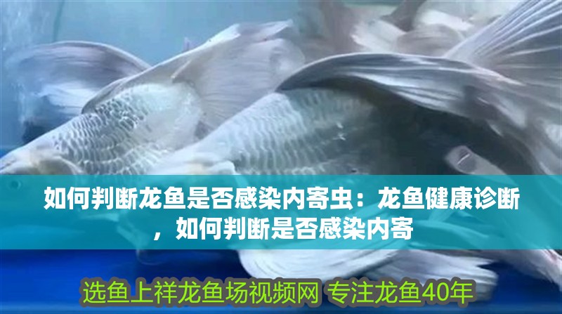 如何判斷龍魚是否感染內寄蟲：龍魚健康診斷，如何判斷是否感染內寄