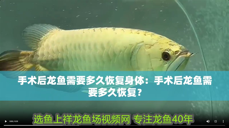 手術后龍魚需要多久恢復身體：手術后龍魚需要多久恢復？