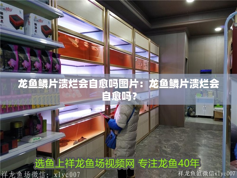 龍魚鱗片潰爛會自愈嗎圖片：龍魚鱗片潰爛會自愈嗎？