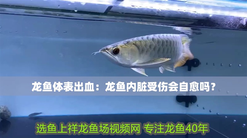 龍魚體表出血：龍魚內臟受傷會自愈嗎？