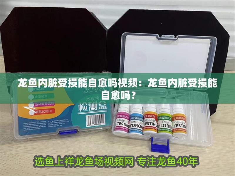 龍魚(yú)內(nèi)臟受損能自愈嗎視頻：龍魚(yú)內(nèi)臟受損能自愈嗎？