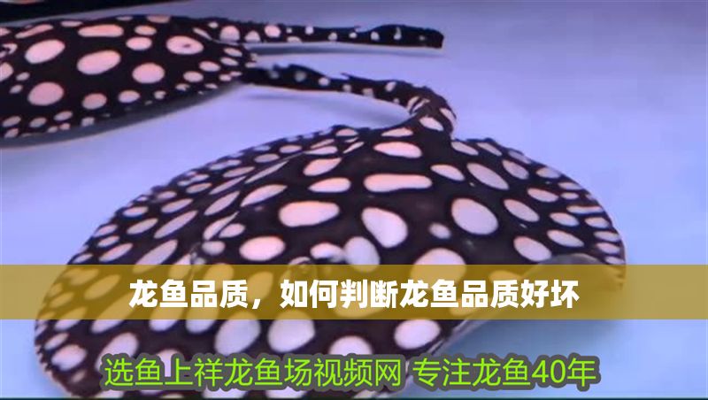 龍魚品質，如何判斷龍魚品質好壞
