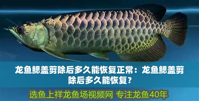 龍魚鰓蓋剪除后多久能恢復(fù)正常：龍魚鰓蓋剪除后多久能恢復(fù)？