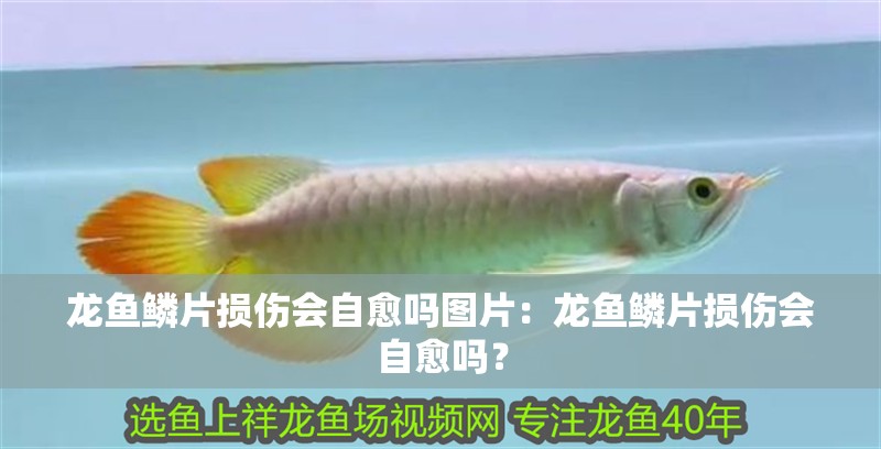 龍魚鱗片損傷會(huì)自愈嗎圖片：龍魚鱗片損傷會(huì)自愈嗎？