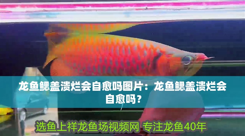 龍魚(yú)鰓蓋潰爛會(huì)自愈嗎圖片：龍魚(yú)鰓蓋潰爛會(huì)自愈嗎？