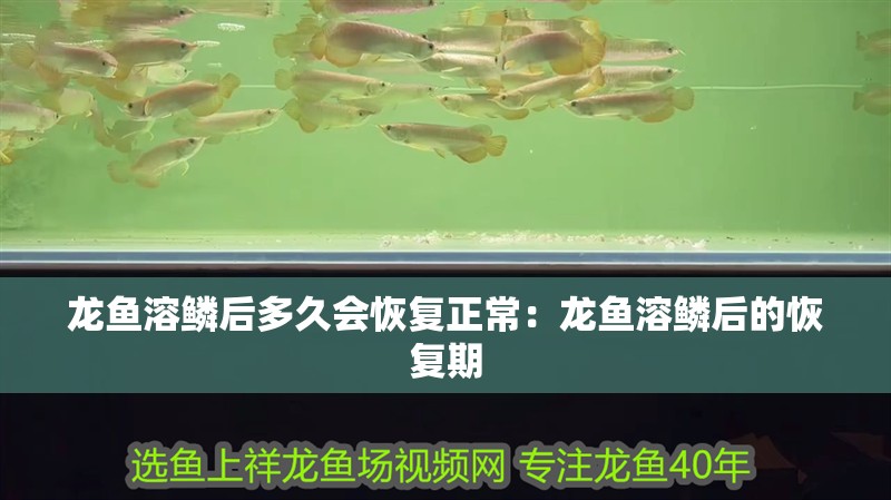龍魚溶鱗后多久會恢復正常：龍魚溶鱗后的恢復期