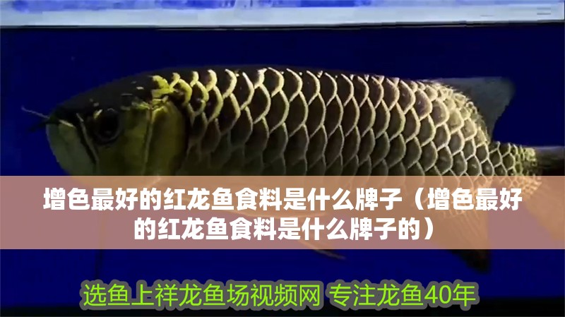 增色最好的紅龍魚食料是什么牌子（增色最好的紅龍魚食料是什么牌子的）