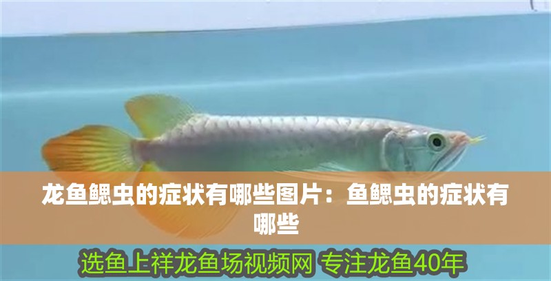 龍魚鰓蟲的癥狀有哪些圖片：魚鰓蟲的癥狀有哪些
