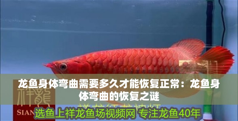 龍魚(yú)身體彎曲需要多久才能恢復(fù)正常：龍魚(yú)身體彎曲的恢復(fù)之謎