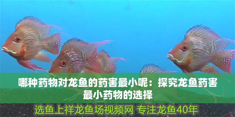 哪種藥物對龍魚的藥害最小呢：探究龍魚藥害最小藥物的選擇