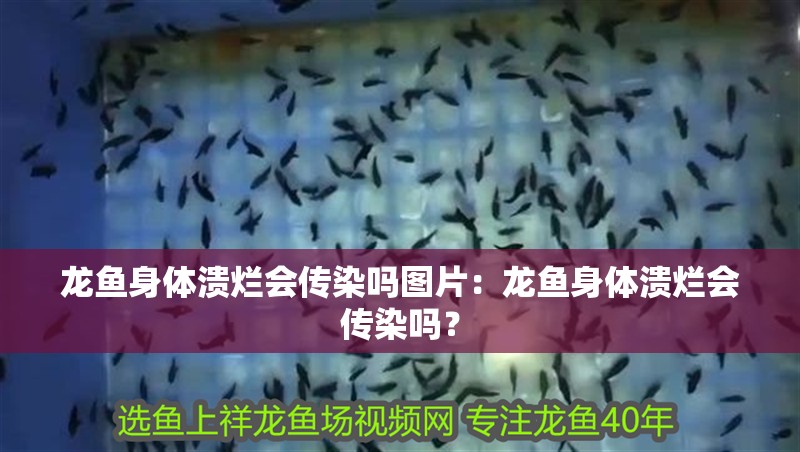 龍魚身體潰爛會傳染嗎圖片：龍魚身體潰爛會傳染嗎？