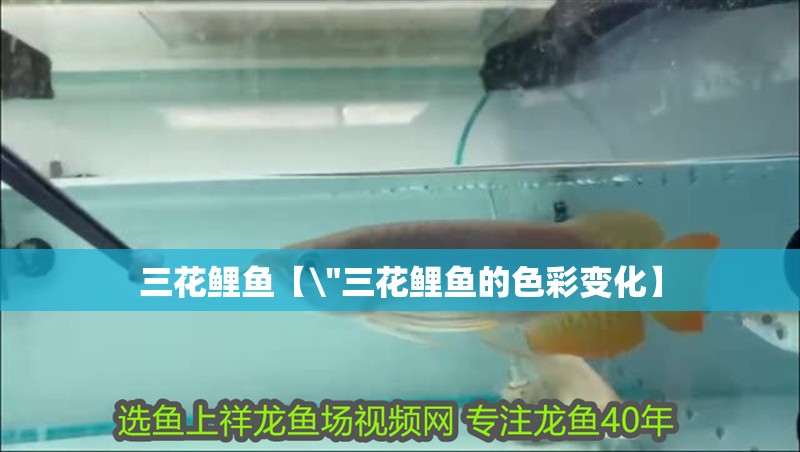 三花鯉魚【 三花鯉魚【\