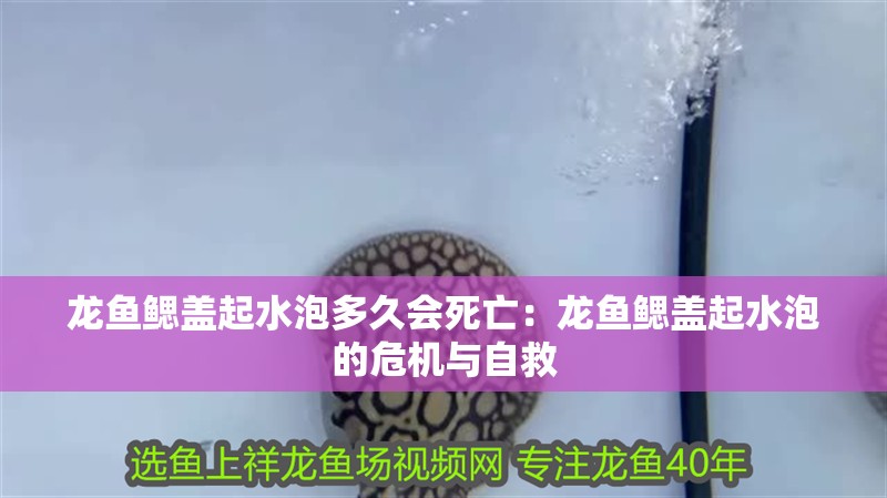 龍魚鰓蓋起水泡多久會死亡：龍魚鰓蓋起水泡的危機(jī)與自救