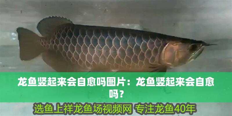 龍魚豎起來會自愈嗎圖片：龍魚豎起來會自愈嗎？