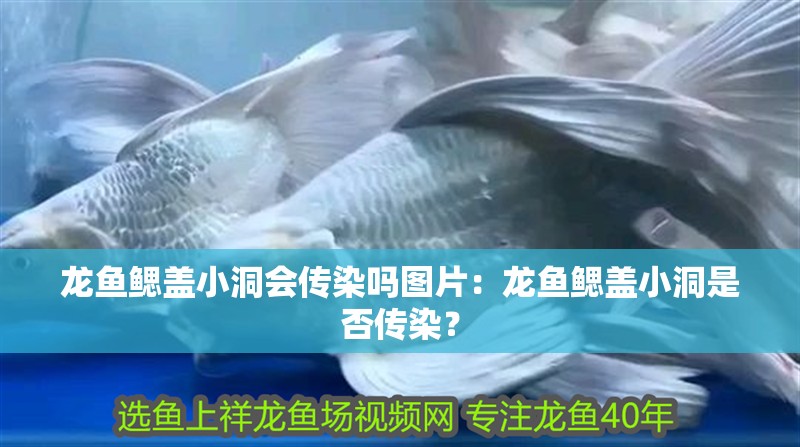 龍魚鰓蓋小洞會傳染嗎圖片：龍魚鰓蓋小洞是否傳染？