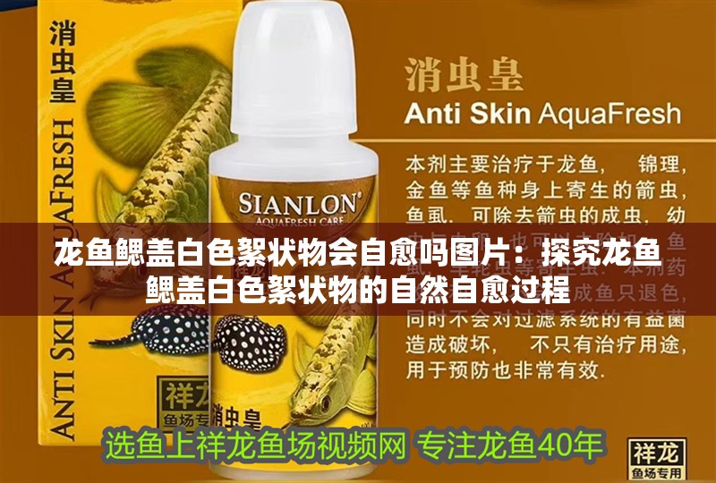 龍魚(yú)鰓蓋白色絮狀物會(huì)自愈嗎圖片：探究龍魚(yú)鰓蓋白色絮狀物的自然自愈過(guò)程