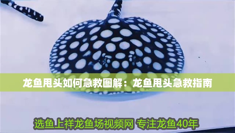 龍魚(yú)甩頭如何急救圖解：龍魚(yú)甩頭急救指南