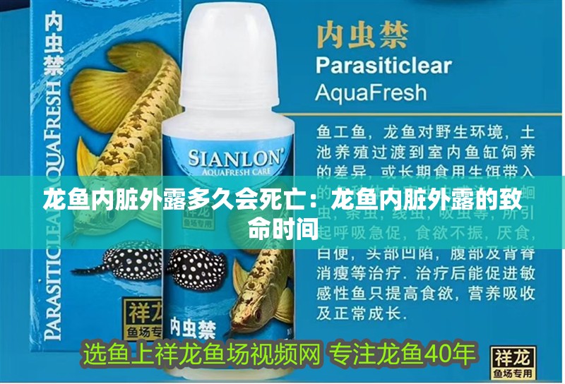 龍魚內臟外露多久會死亡：龍魚內臟外露的致命時間