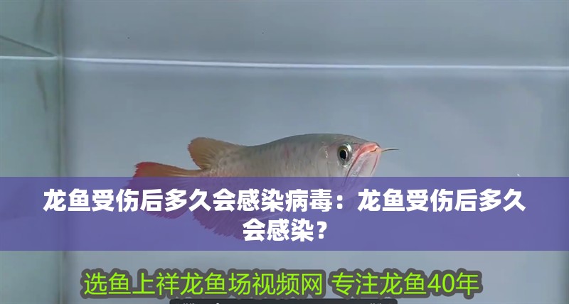 龍魚受傷后多久會感染病毒：龍魚受傷后多久會感染？