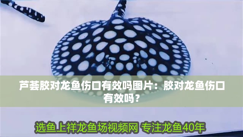 蘆薈膠對龍魚傷口有效嗎圖片：膠對龍魚傷口有效嗎？