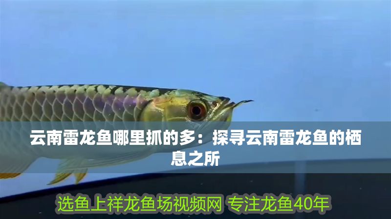 云南雷龍魚哪里抓的多：探尋云南雷龍魚的棲息之所