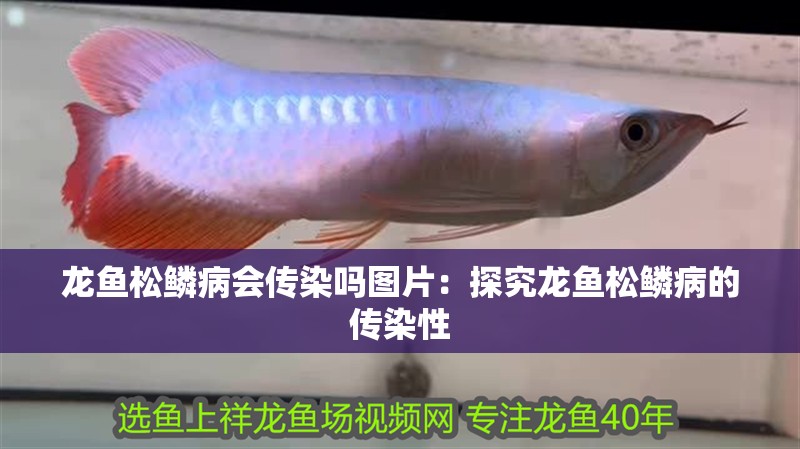 龍魚松鱗病會傳染嗎圖片：探究龍魚松鱗病的傳染性