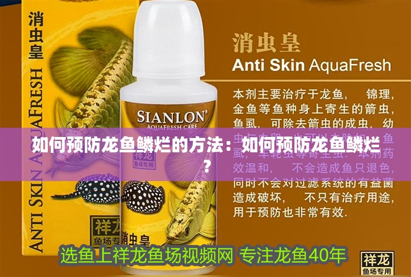 如何預防龍魚鱗爛的方法：如何預防龍魚鱗爛？