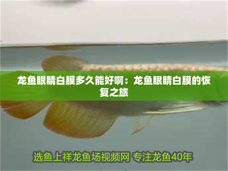龍魚眼睛白膜多久能好?。糊堲~眼睛白膜的恢復之旅