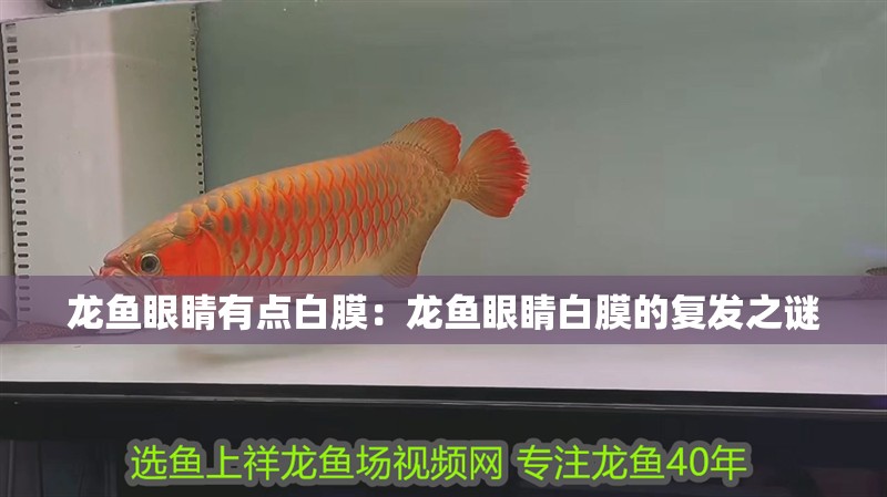 龍魚眼睛有點白膜：龍魚眼睛白膜的復發之謎