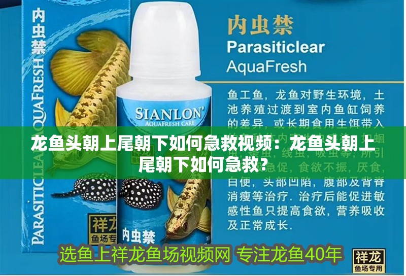 龍魚頭朝上尾朝下如何急救視頻：龍魚頭朝上尾朝下如何急救？