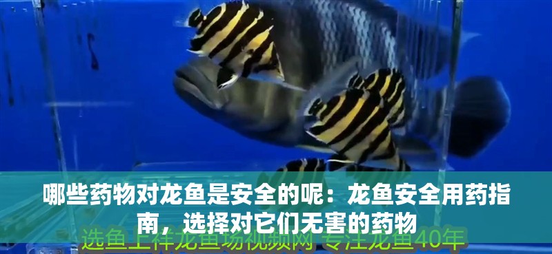 哪些藥物對龍魚是安全的呢：龍魚安全用藥指南，選擇對它們無害的藥物