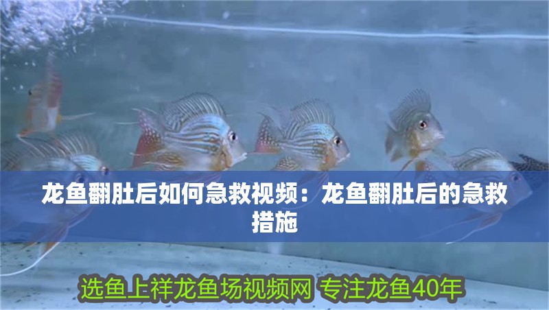 龍魚翻肚后如何急救視頻：龍魚翻肚后的急救措施 龍魚翻肚后如何急救視頻：龍魚翻肚后的急救措施 水族問答