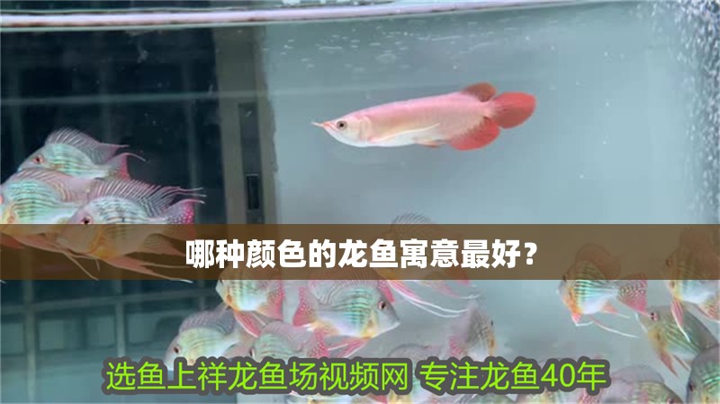 龍魚干蝦有營養(yǎng)嗎 哪種顏色的龍魚寓意最好? 龍魚百科 哪種顏色的龍魚寓意最好? 哪種顏色的龍魚寓意最好? 龍魚百科