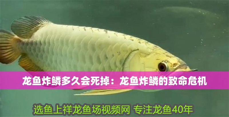 龍魚炸鱗多久會死掉：龍魚炸鱗的致命危機
