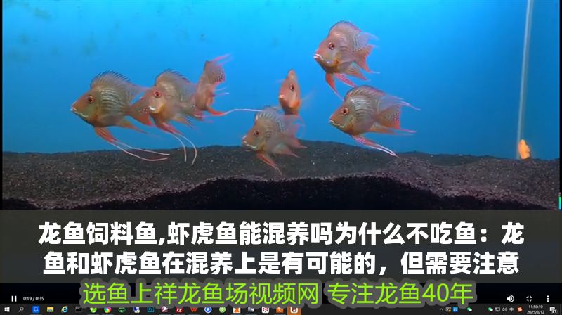 龍魚飼料魚,蝦虎魚能混養(yǎng)嗎為什么不吃魚：龍魚和蝦虎魚在混養(yǎng)上是有可能的，但需要注意上述條件和風險