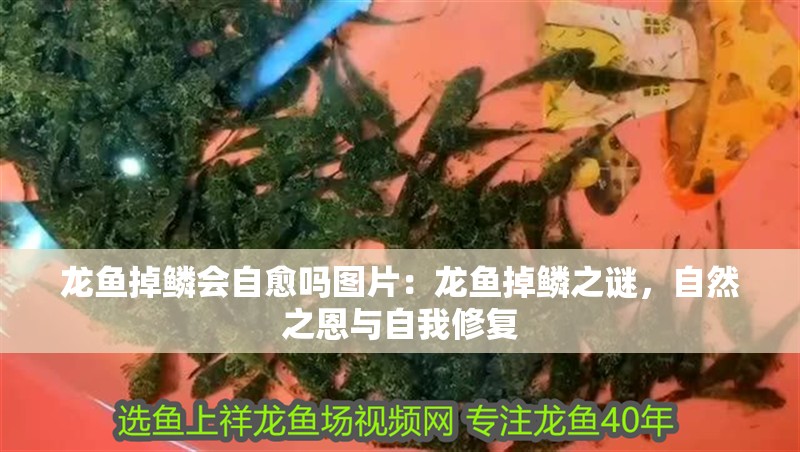 龍魚(yú)掉鱗會(huì)自愈嗎圖片：龍魚(yú)掉鱗之謎，自然之恩與自我修復(fù)