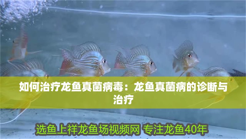 如何治療龍魚真菌病毒：龍魚真菌病的診斷與治療