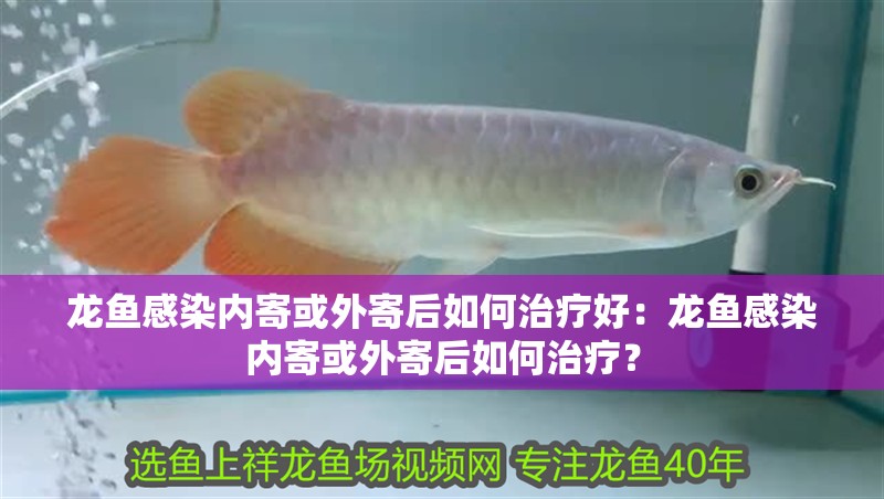 龍魚感染內寄或外寄后如何治療好：龍魚感染內寄或外寄后如何治療？