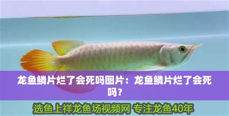 龍魚(yú)鱗片爛了會(huì)死嗎圖片：龍魚(yú)鱗片爛了會(huì)死嗎？